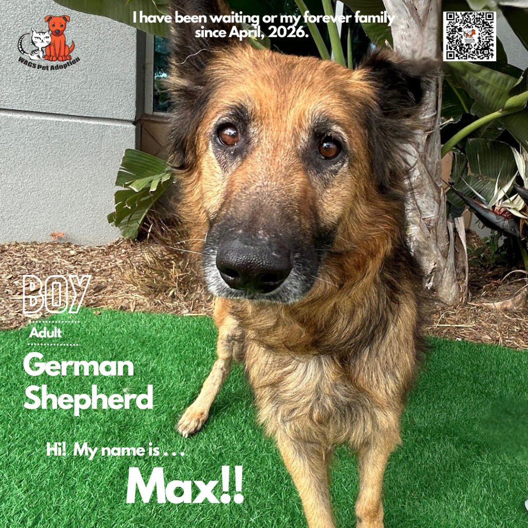 Max, photo 2