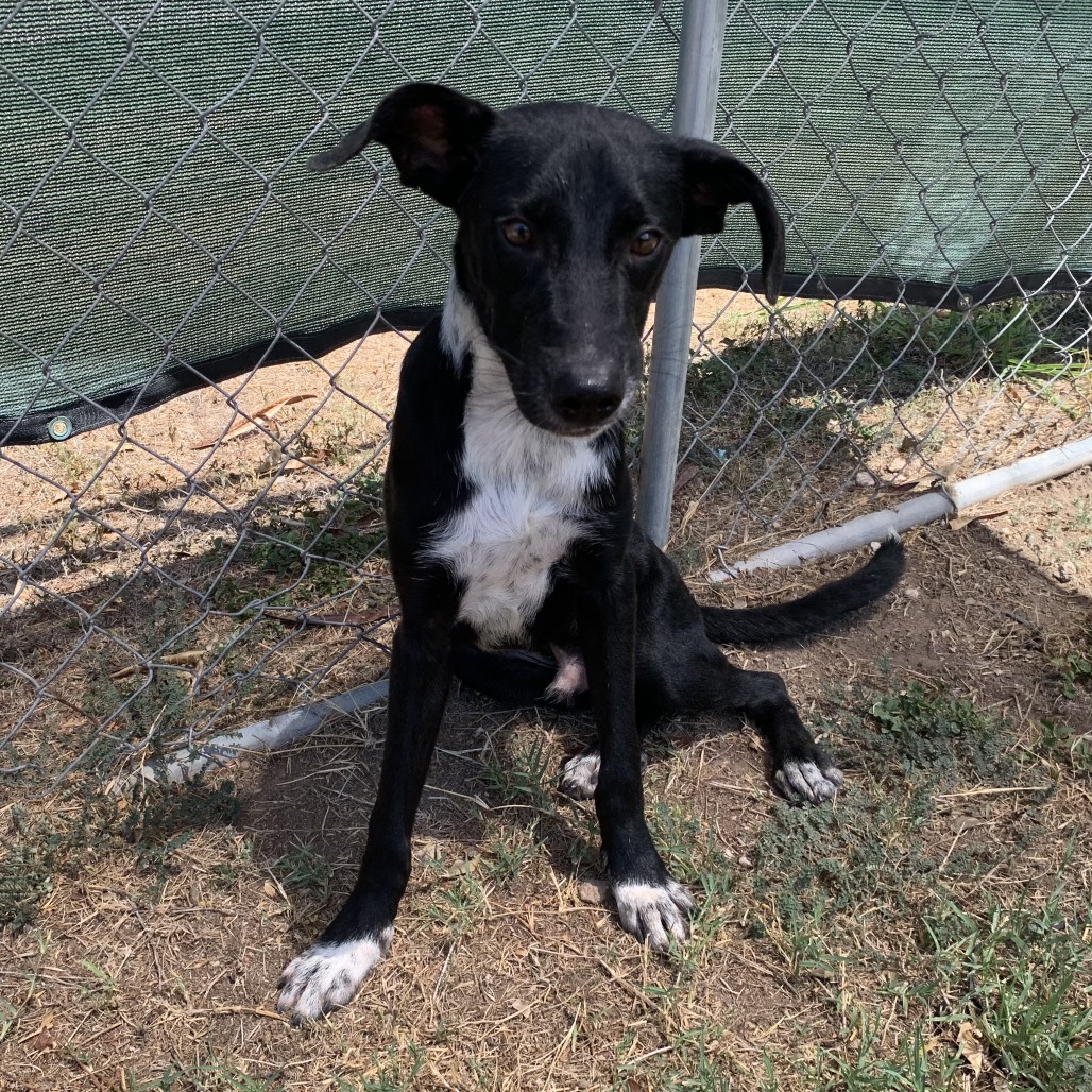 FLASH - Shepherd available for adoption