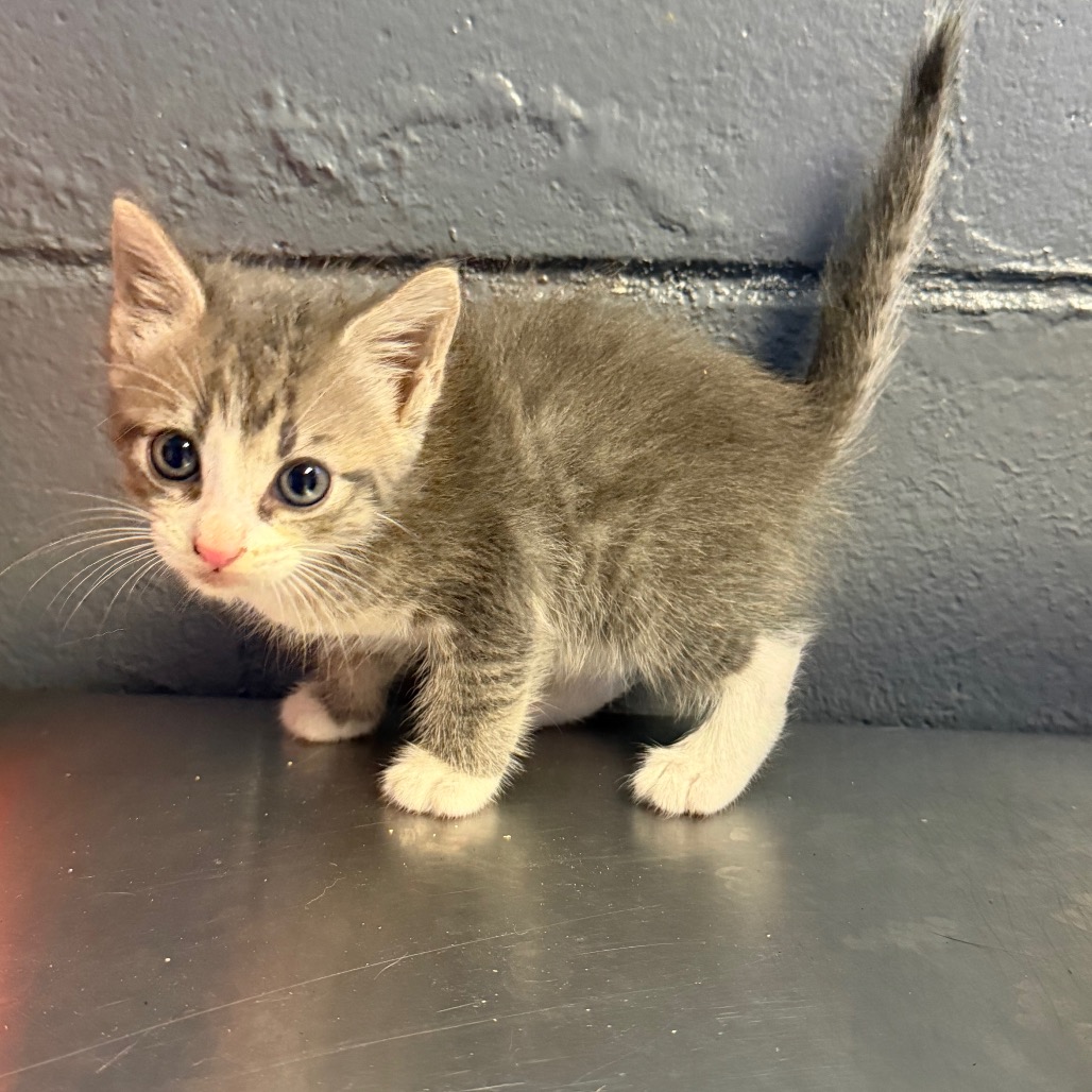 Tusc Stray 85342 2