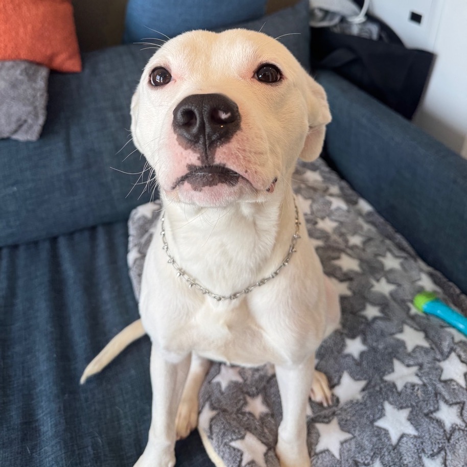 Slim Shady — thumbnail 5