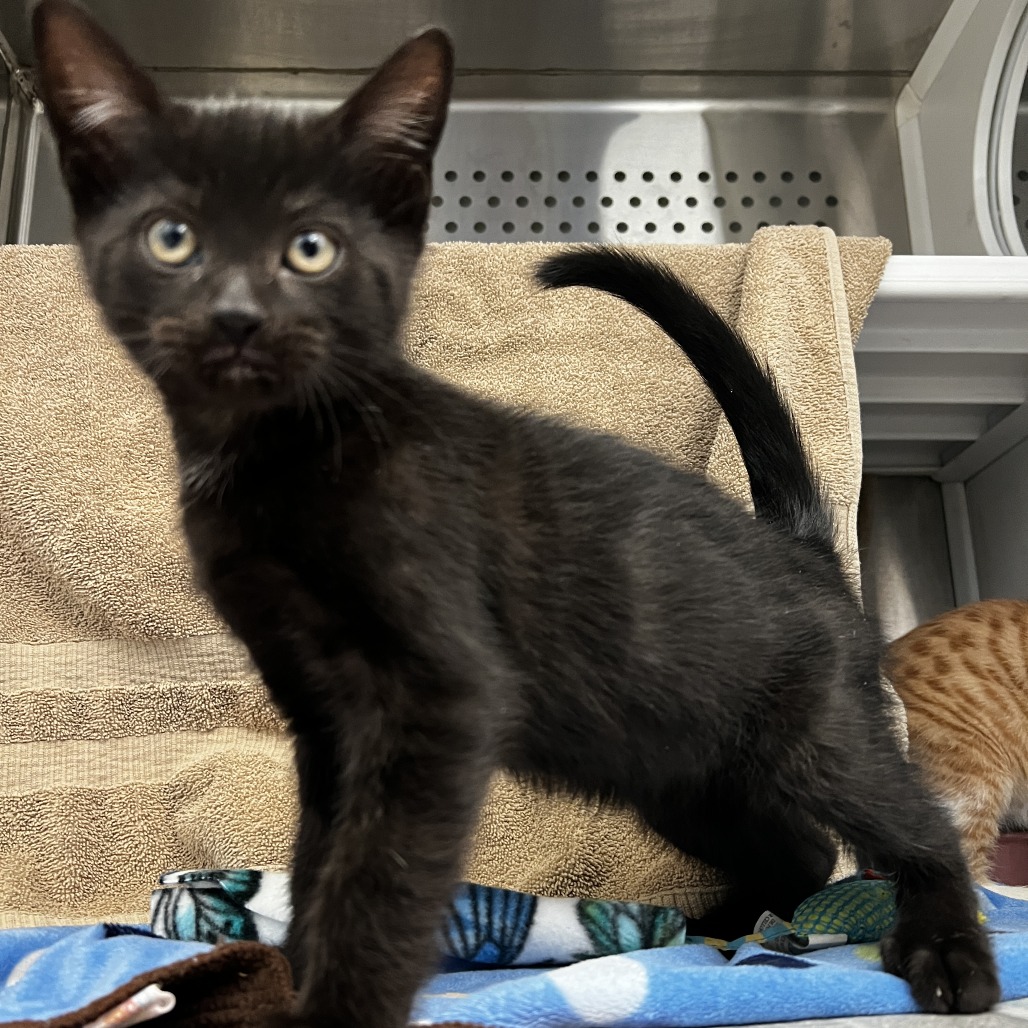 Photo of Bert aka George 7