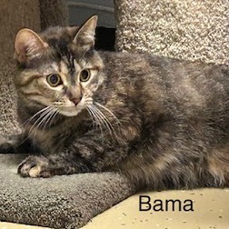 Bama, photo 4