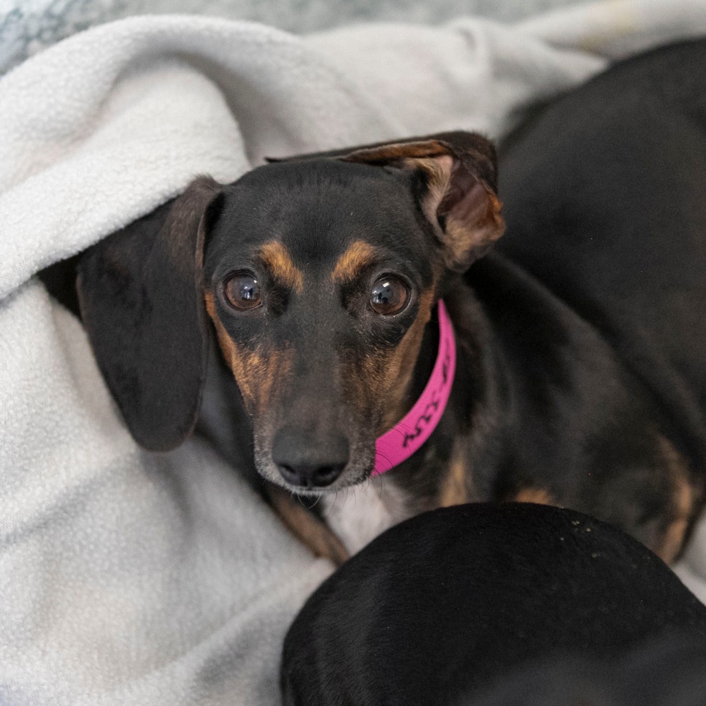 NINA (S26-02) - Dachshund / Miniature Smooth Haired available for adoption