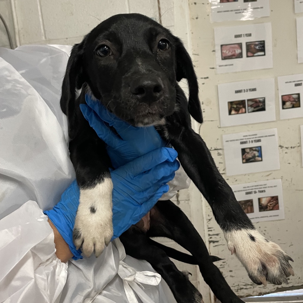 LUCY (BREE BREE) - Shepherd available for adoption