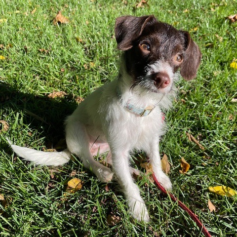 BETTY - Chihuahua / Poodle available for adoption