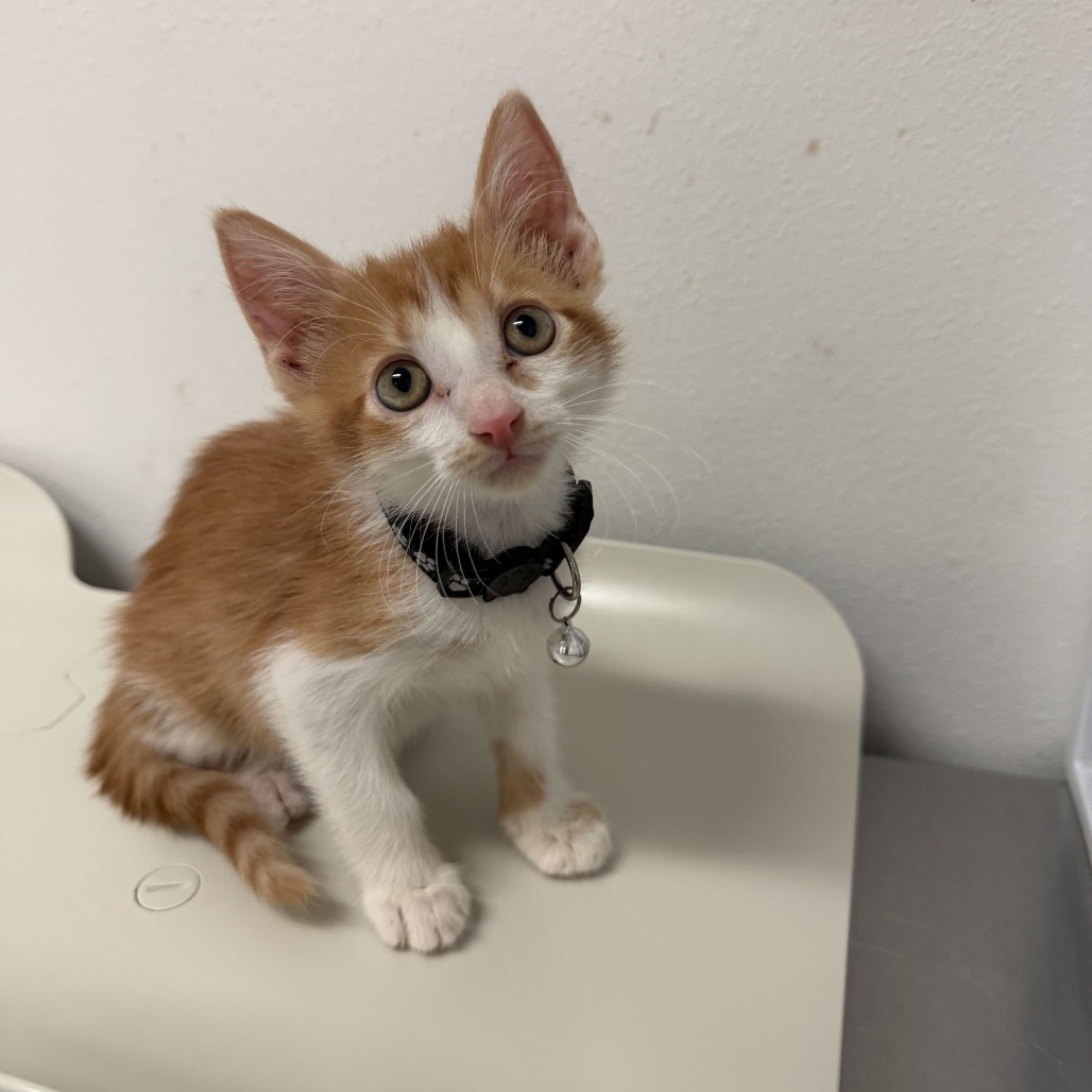 Malachi(Nacho N3)