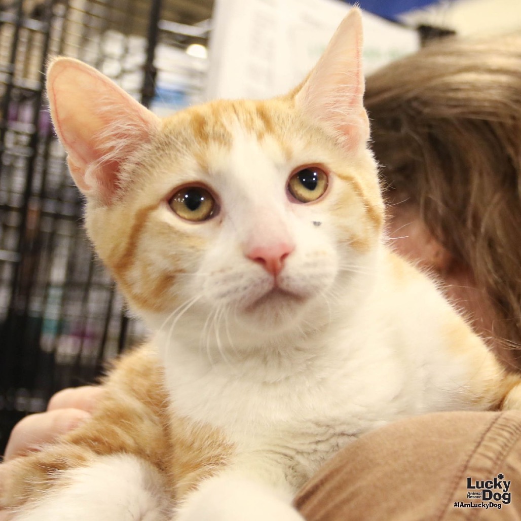 GOLDIE - Domestic Shorthair available for adoption