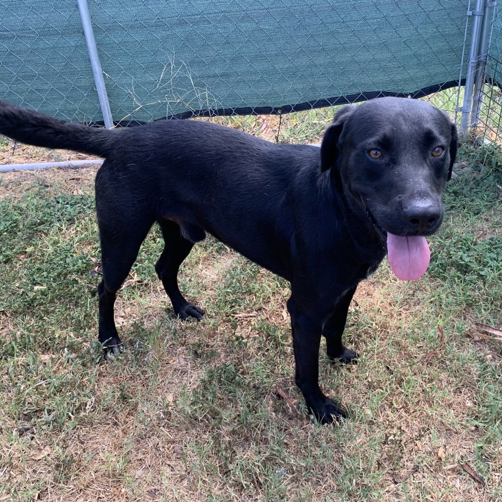 ORLY - Retriever, Black Labrador / Mixed Breed (Medium) available for adoption