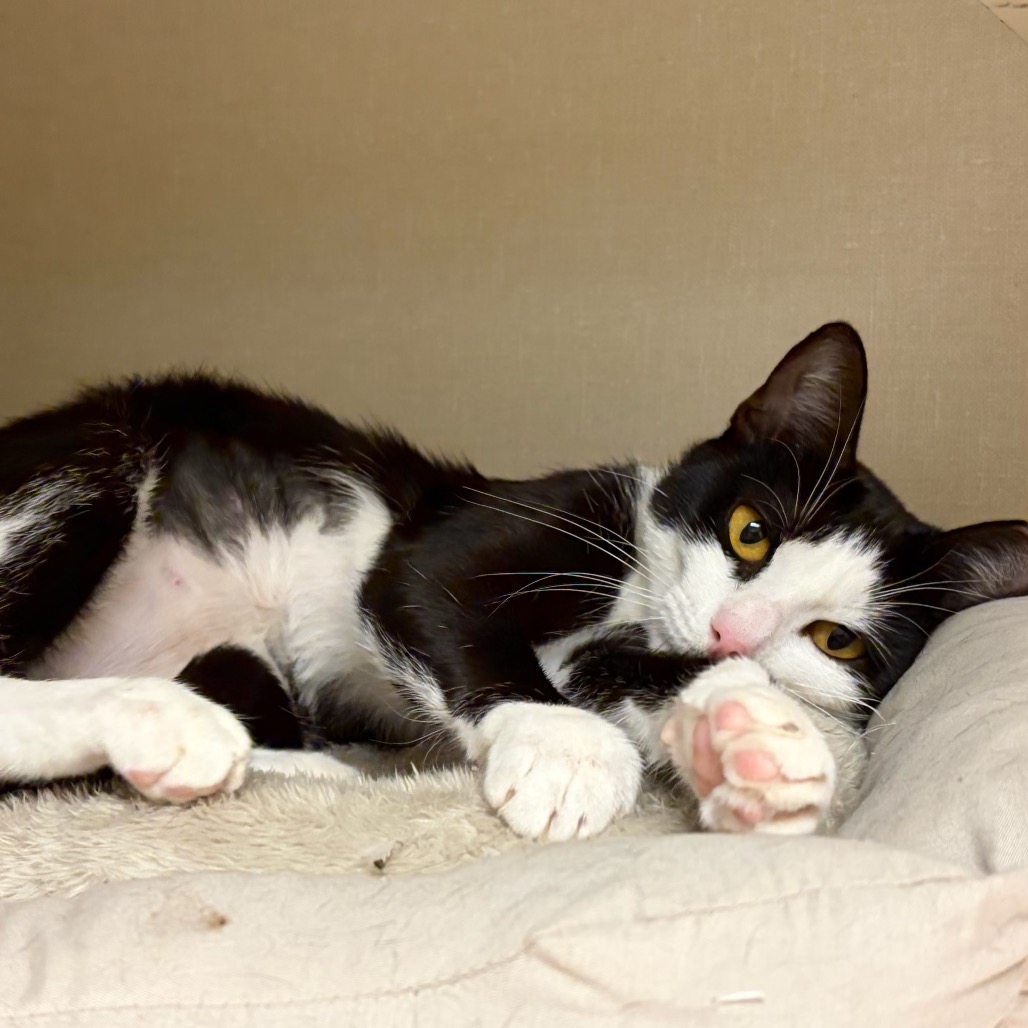 PUFFIN - Domestic Shorthair available for adoption