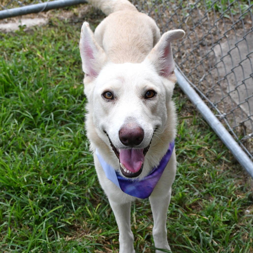 C.W. - Shepherd / German available for adoption