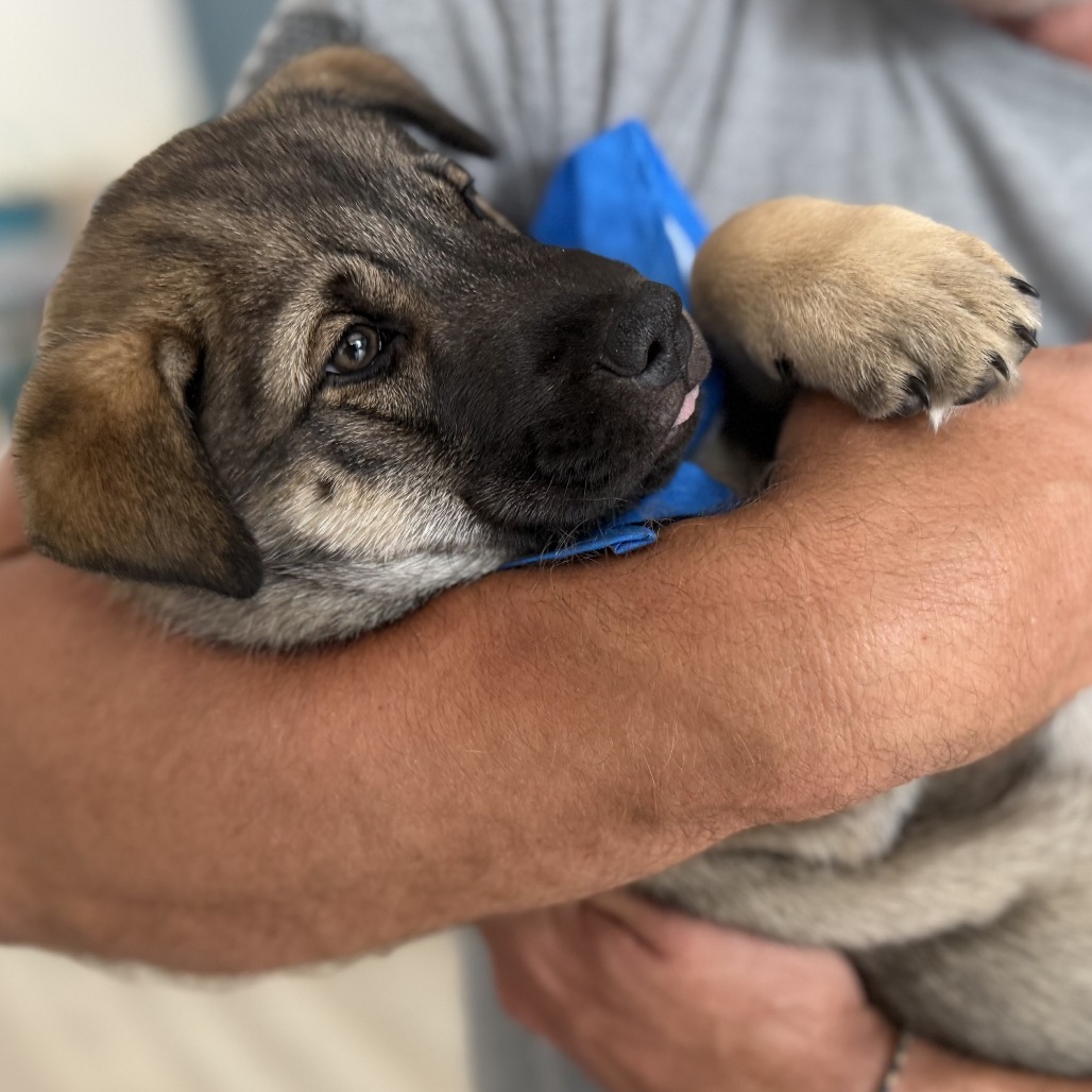 NUGGET (ADOPTION PENDING) - Husky / Mixed Breed (Medium) available for adoption