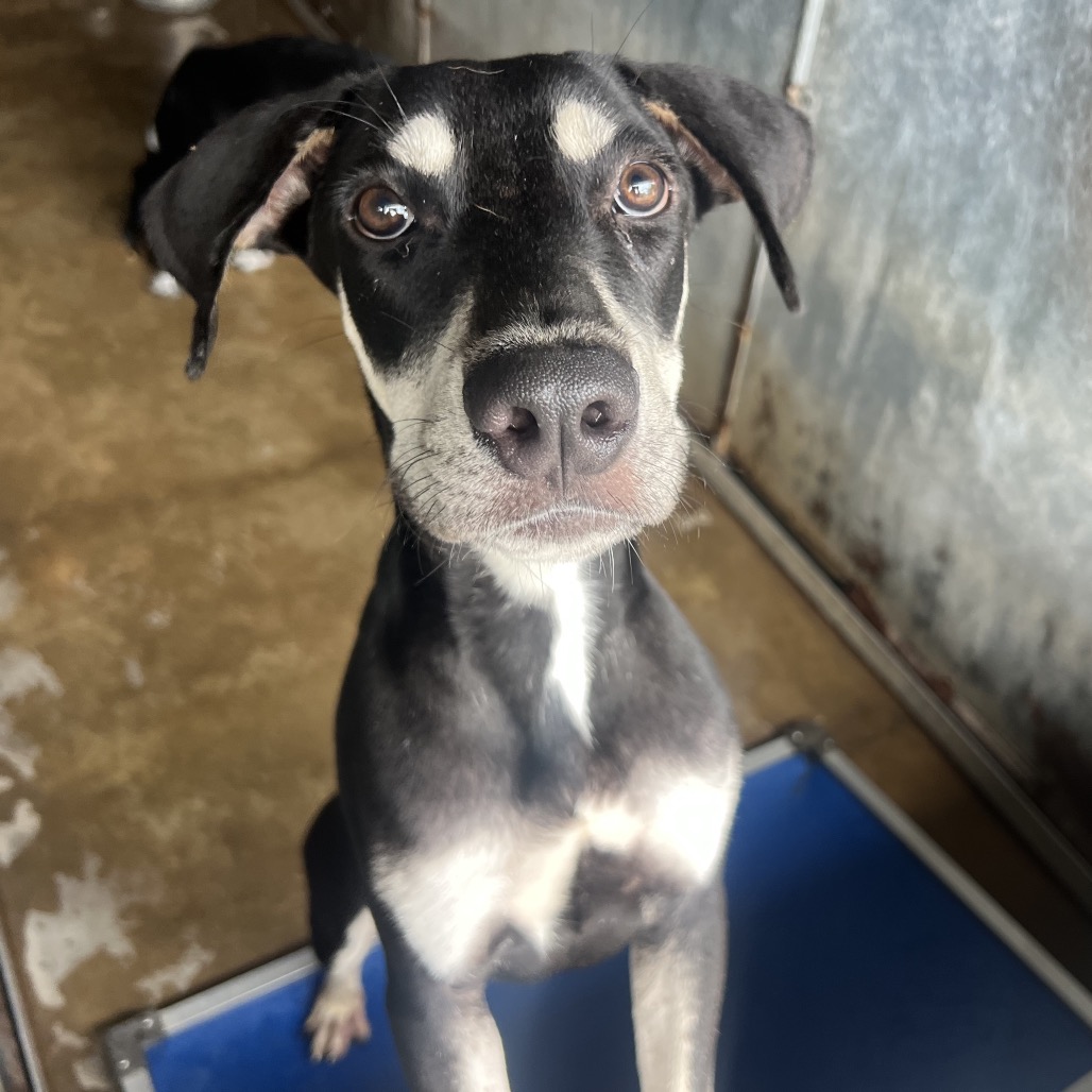 BRAN - Shepherd / Mix available for adoption