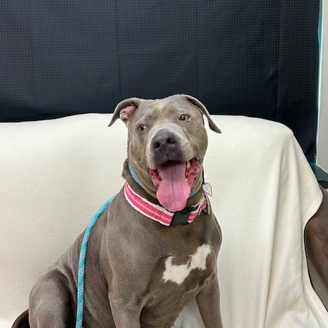 Xena $99 — thumbnail 7