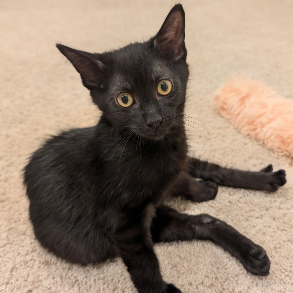 GUINNESS - Domestic Shorthair for adoption in Aurora