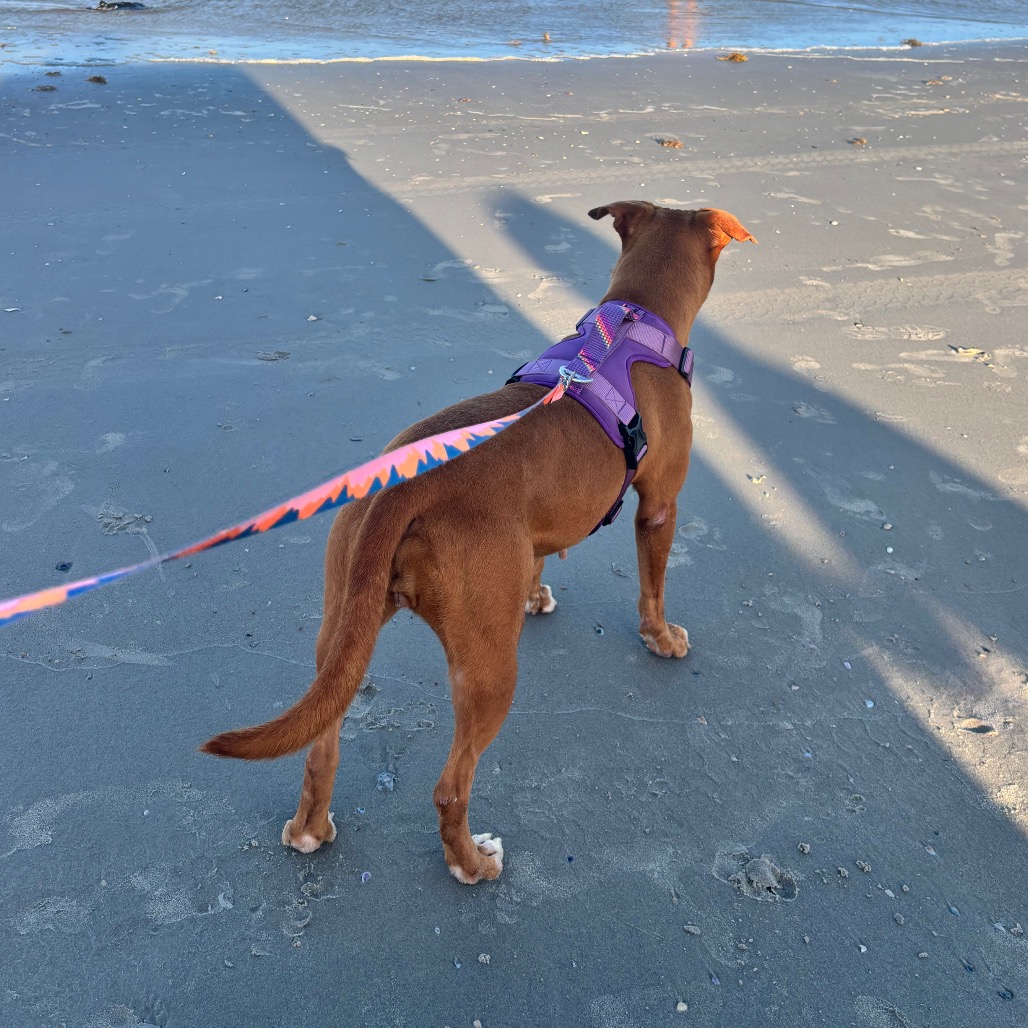 Sienna photo 20