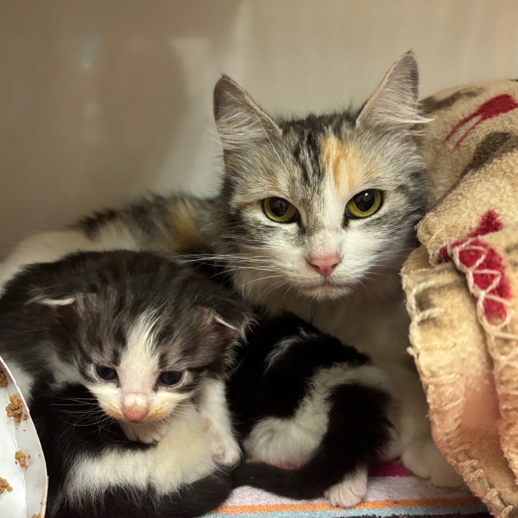 Miley (queen) - Domestic Shorthair