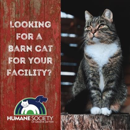 GOOSEBERRY - Domestic Shorthair for adoption in Dayton