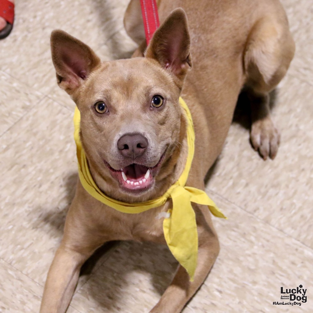 MISSY - Carolina Dog / Shepherd available for adoption