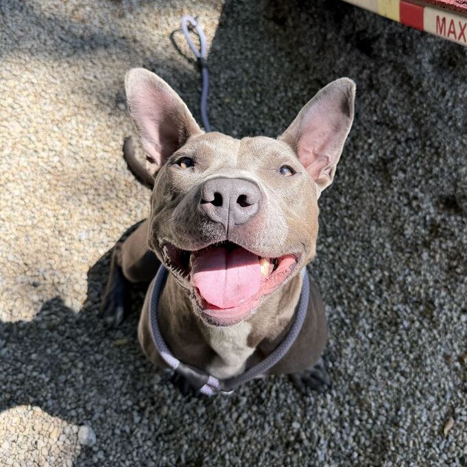 DWAYNE - Terrier / American Pit Bull for adoption in Dayton