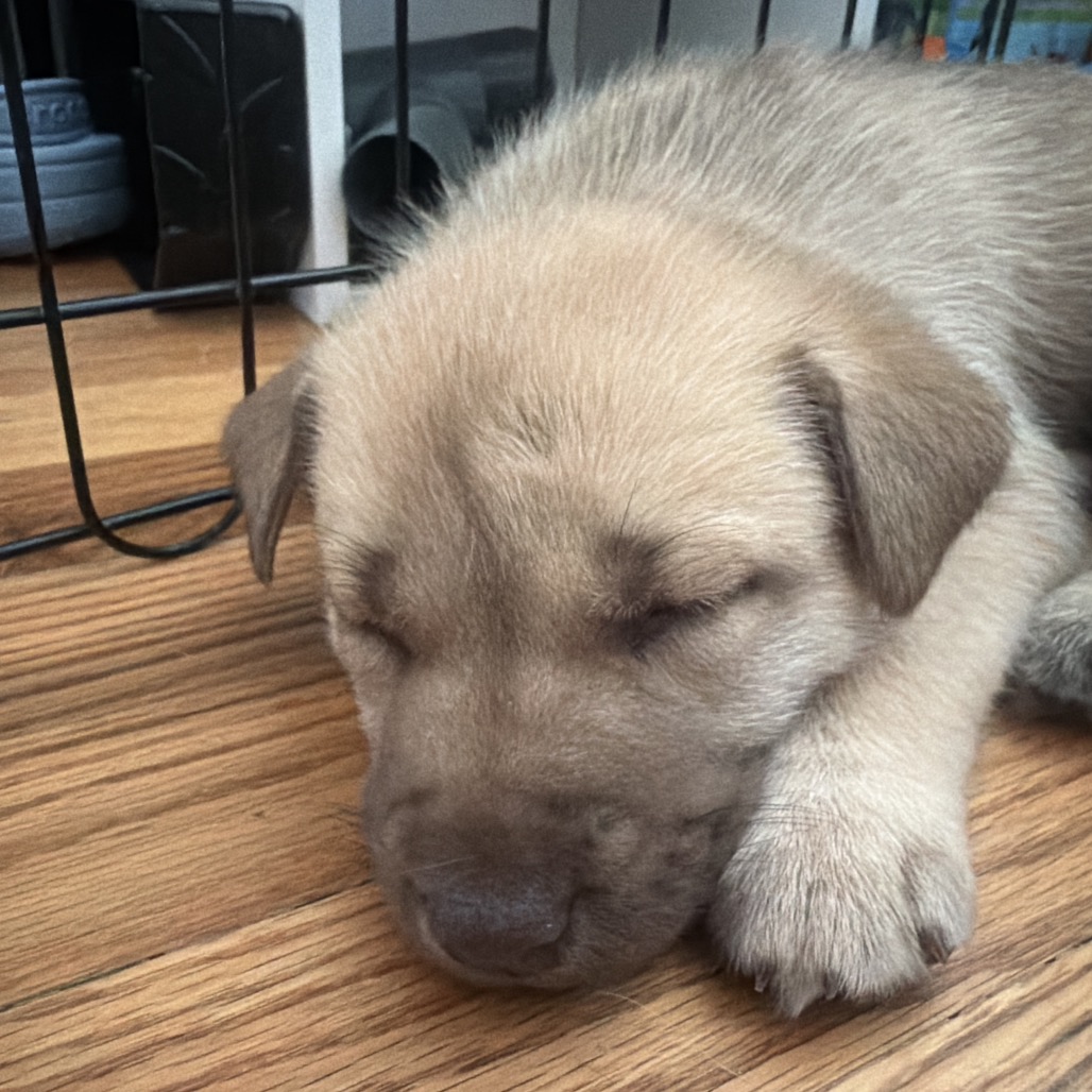 NALA (CAN LEAVE 10/4) - Husky / Mixed Breed (Medium) available for adoption