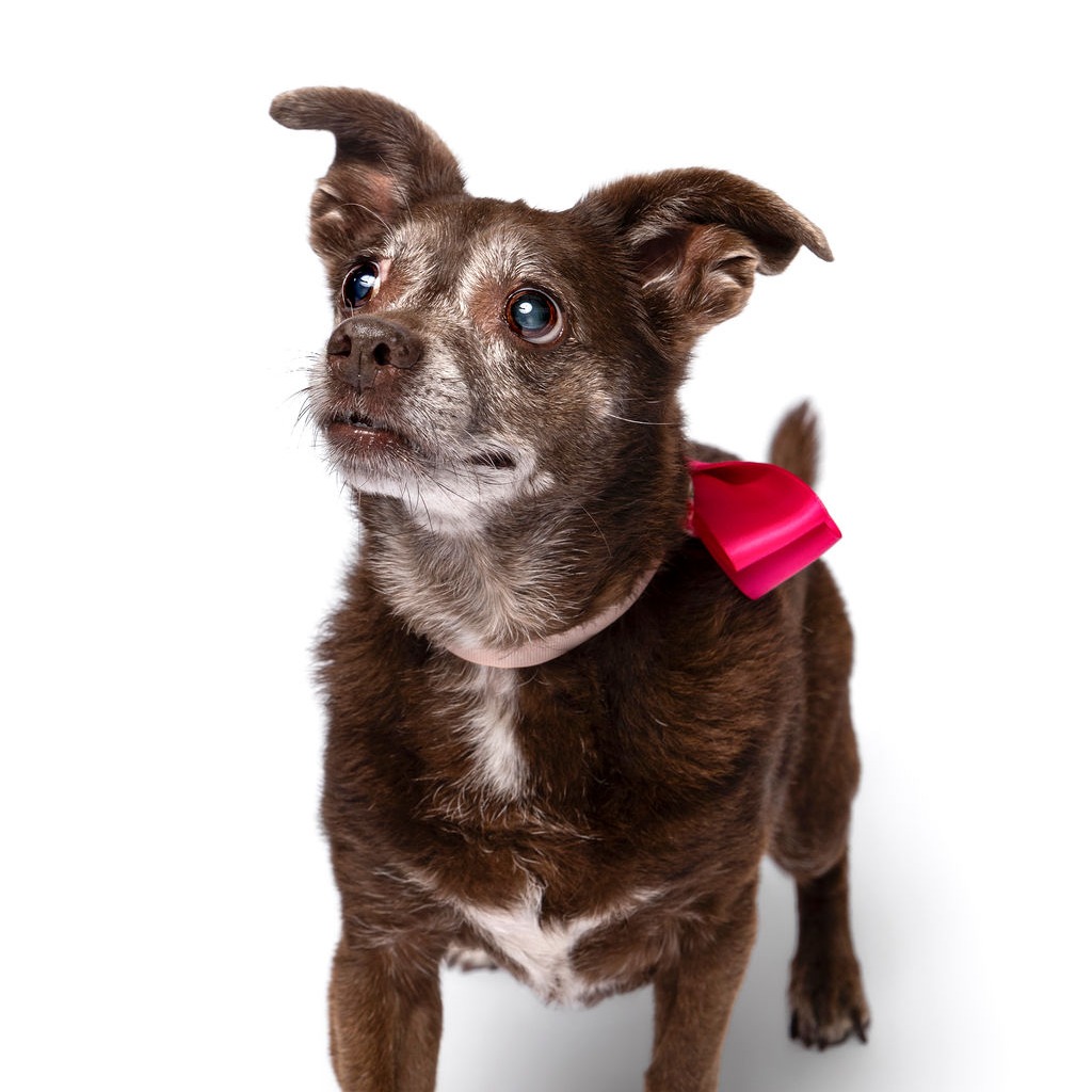 HERSHEY - Dachshund / Chihuahua available for adoption