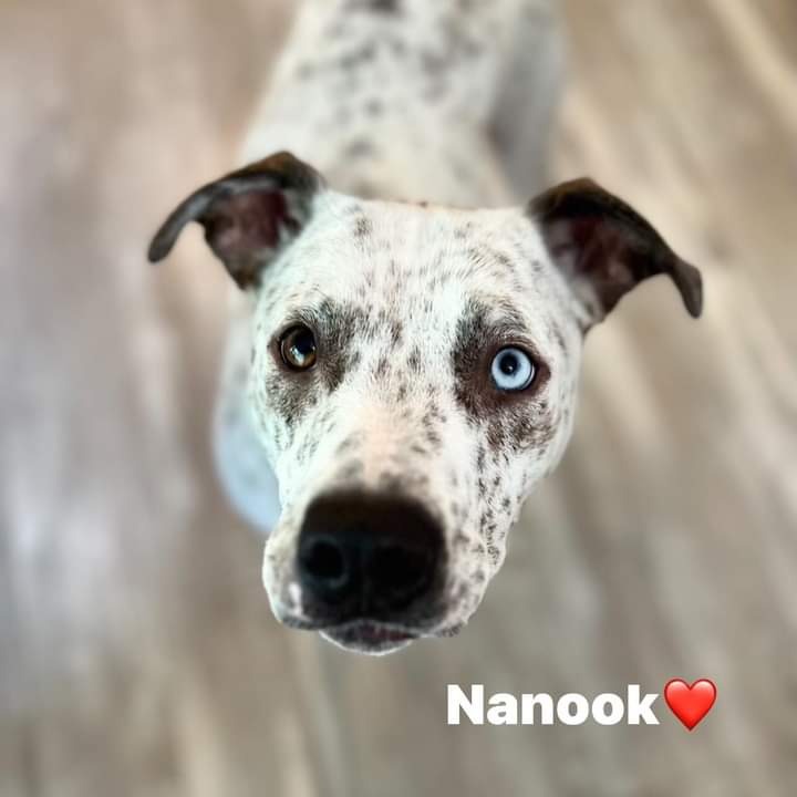 Photo of Nanook