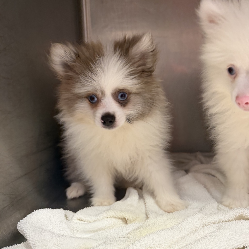 Pomeranian