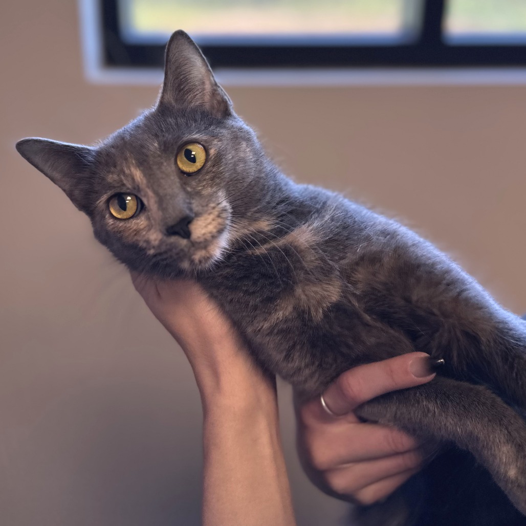HANNAH - Domestic Shorthair available for adoption