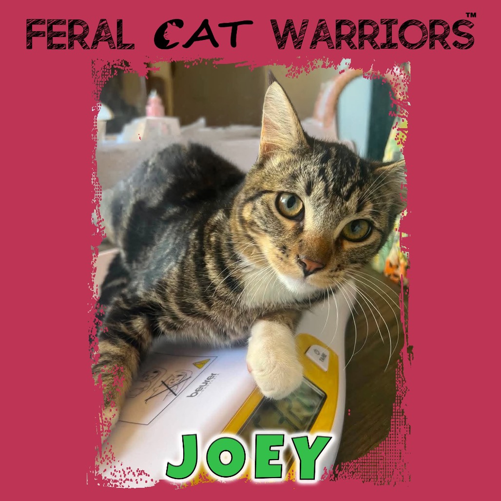 Joey
