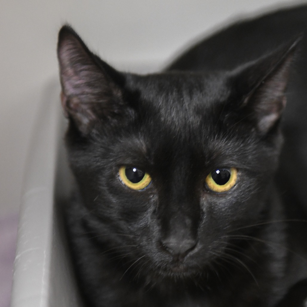 Monopoly - Domestic Shorthair