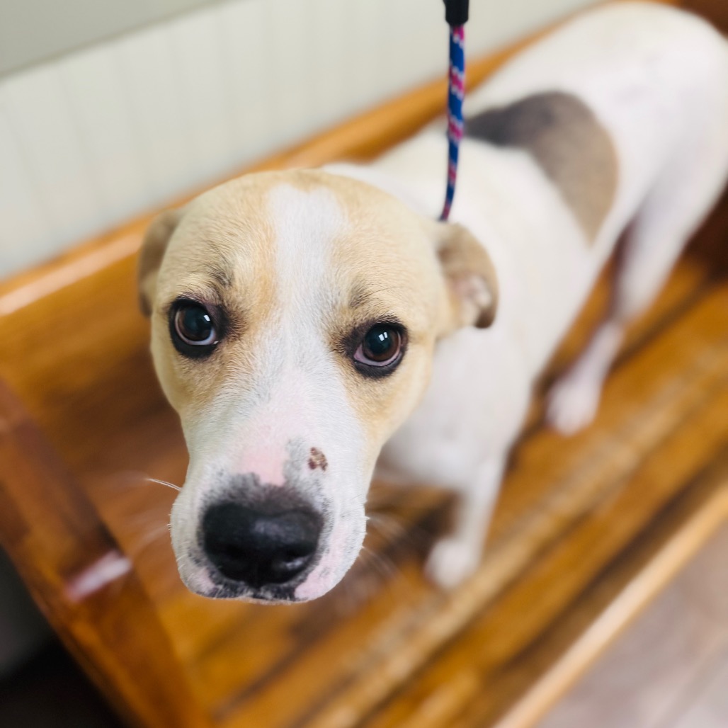 Marigold — thumbnail 3