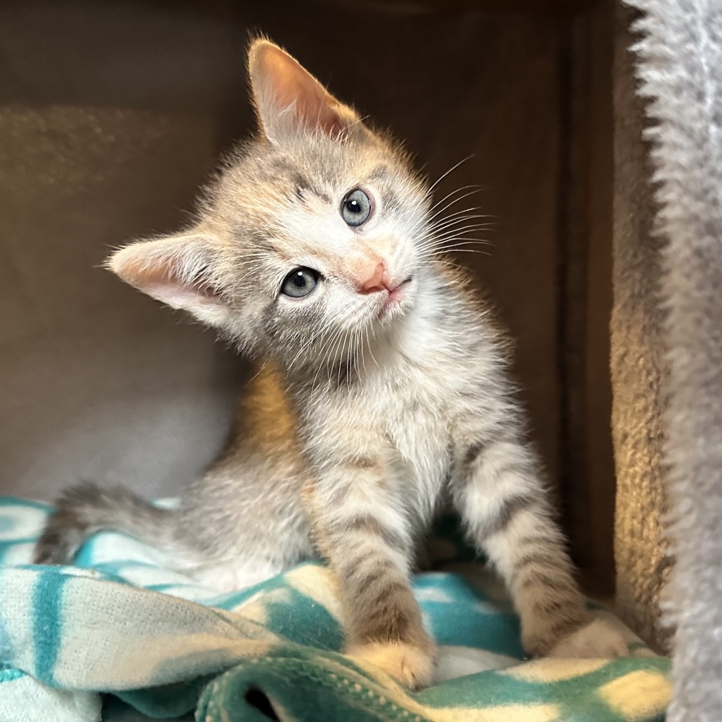 TEXAS TOAST 5 - Domestic Shorthair available for adoption