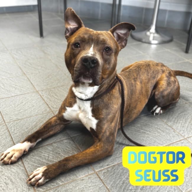 Dogtor Suess