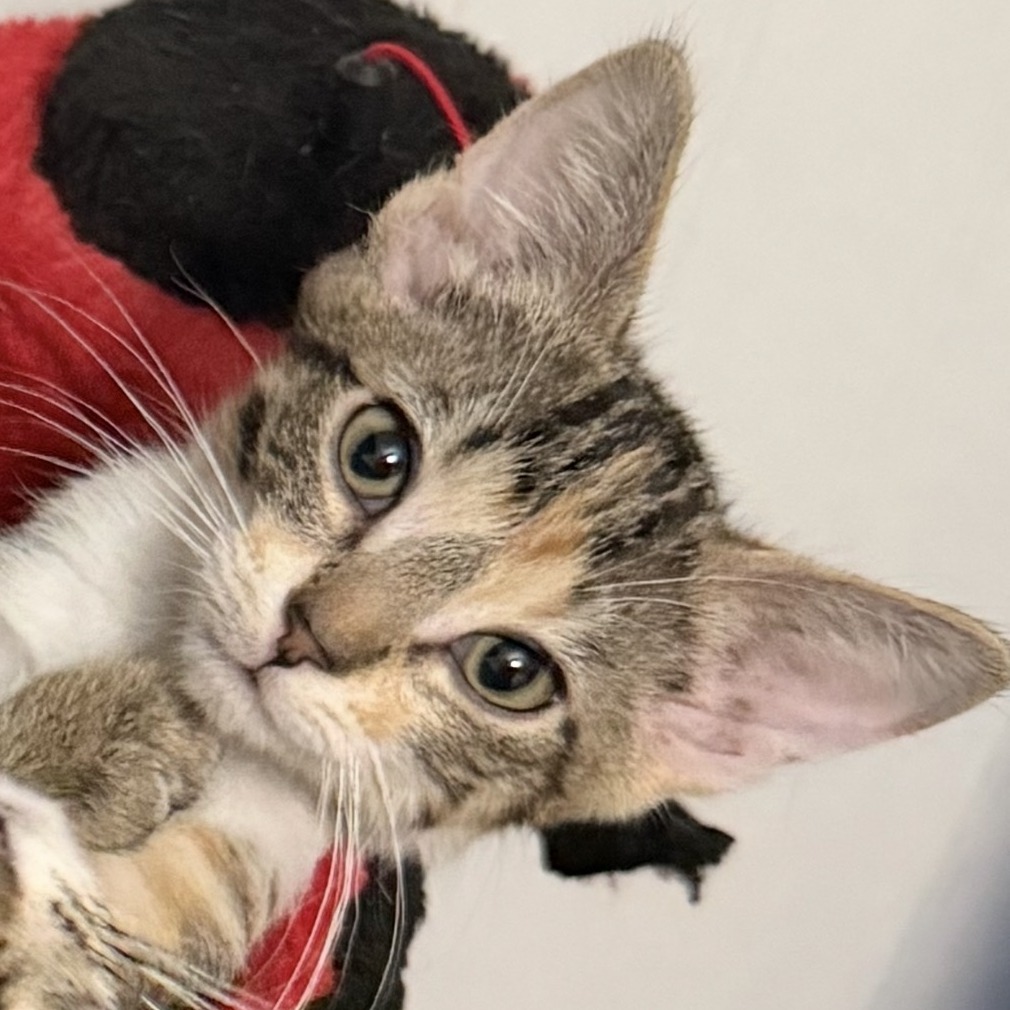 Maxine, adopted