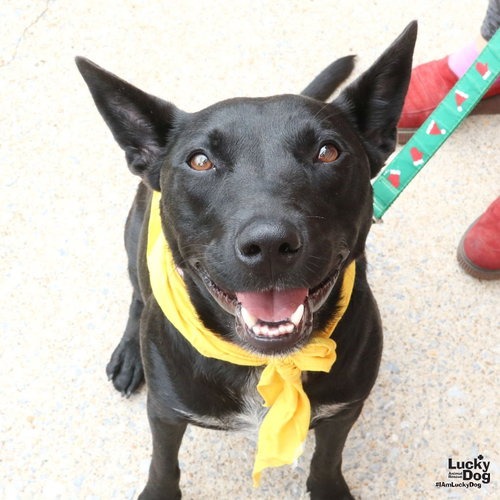 TRINITY - Cattle Dog, Australian (Blue Heeler) / Mix available for adoption