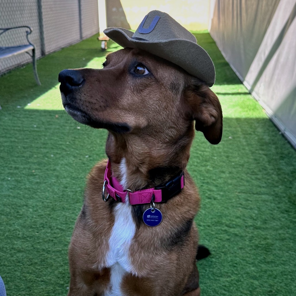 Max: Male 76 Shepherd/Mix