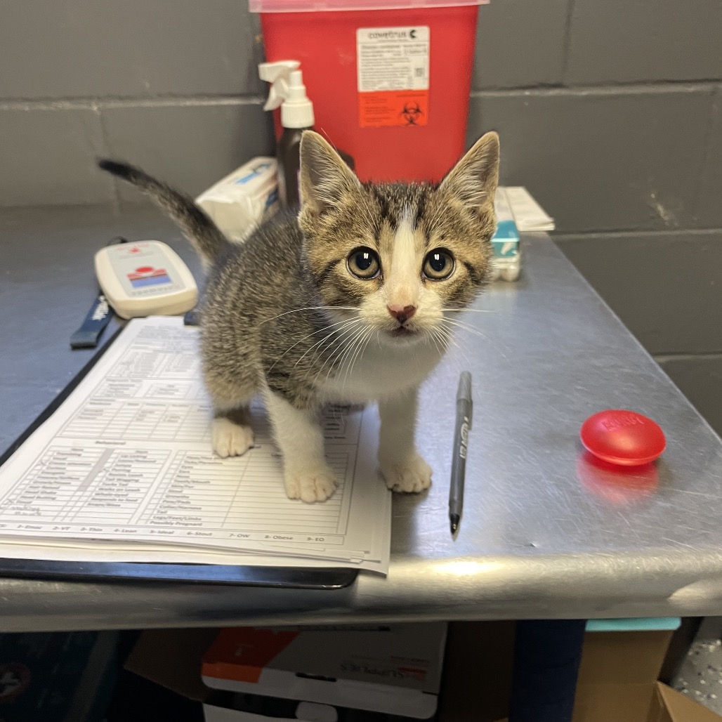 Tusc Stray 84804