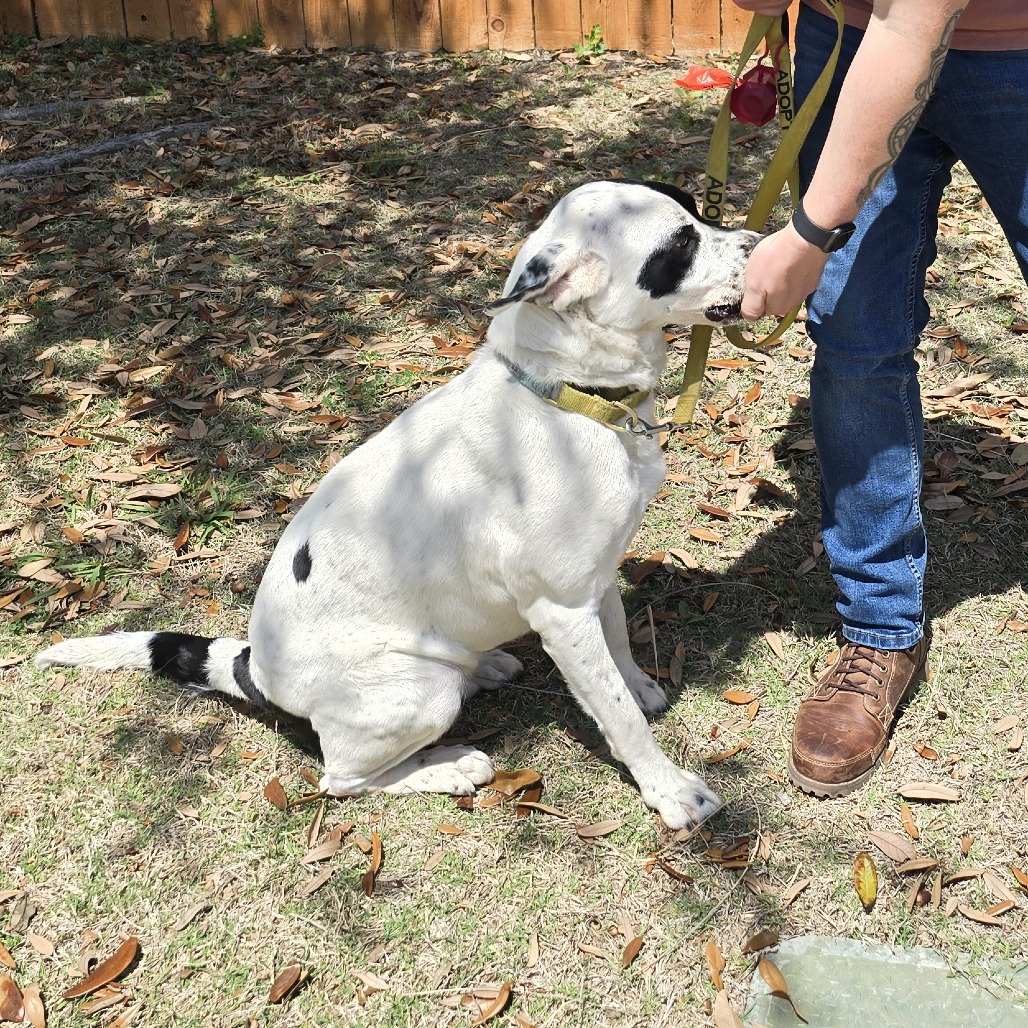 Dutchess — thumbnail 10