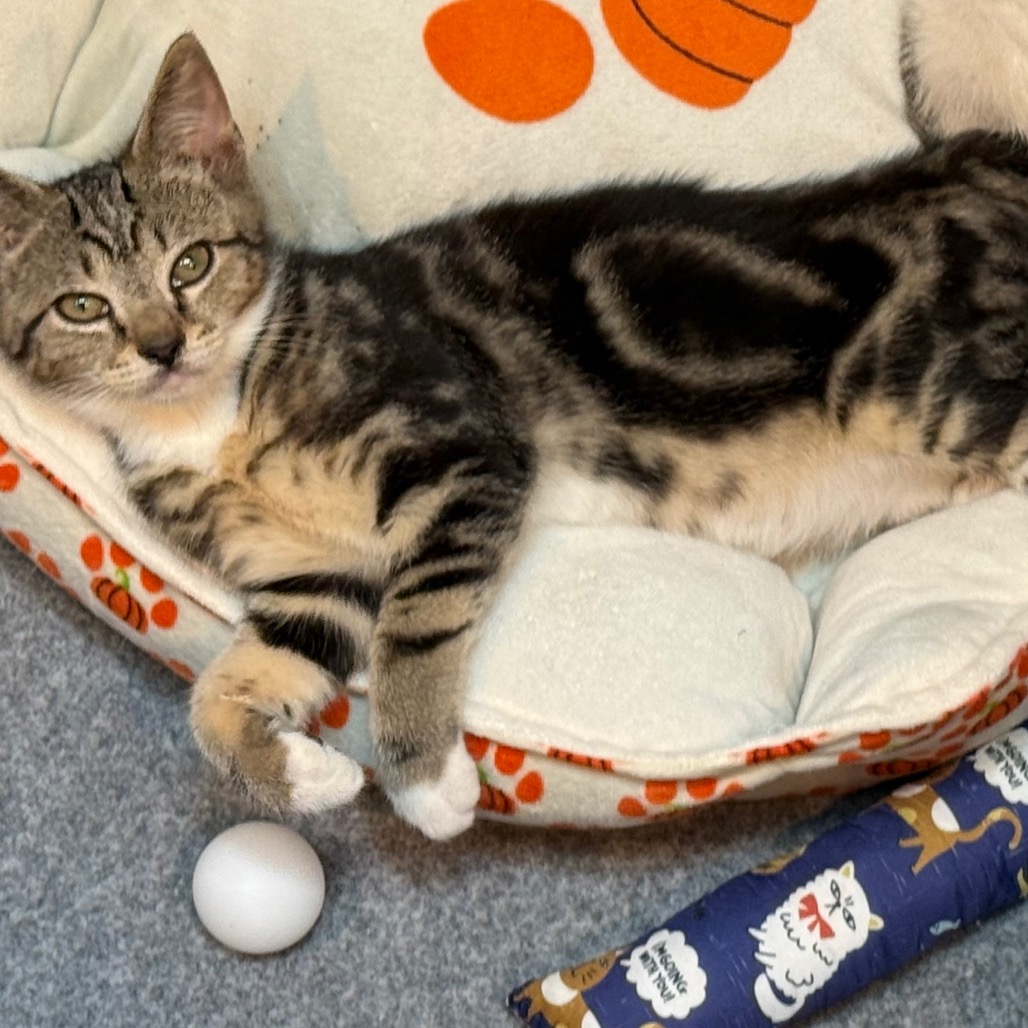 FALL - Domestic Shorthair / Bengal available for adoption