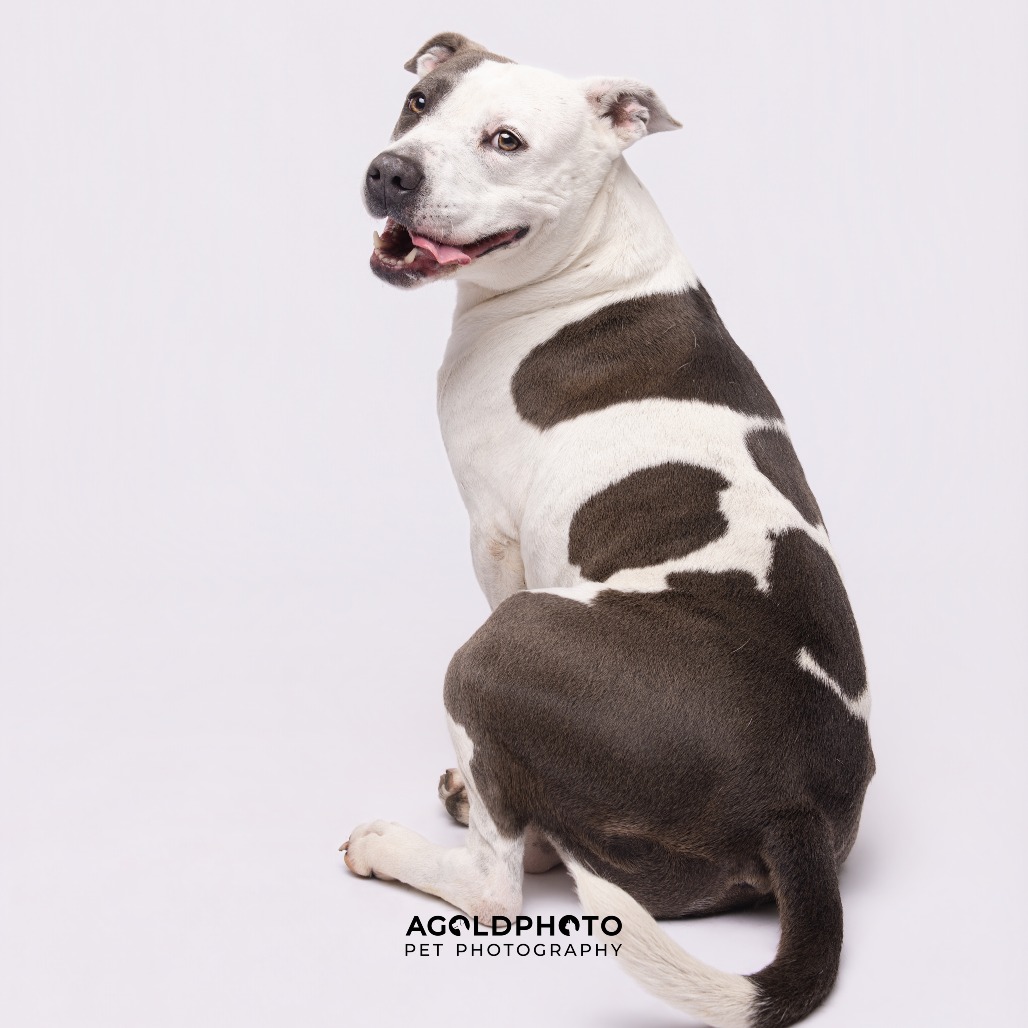 Bailey 3 — thumbnail 4