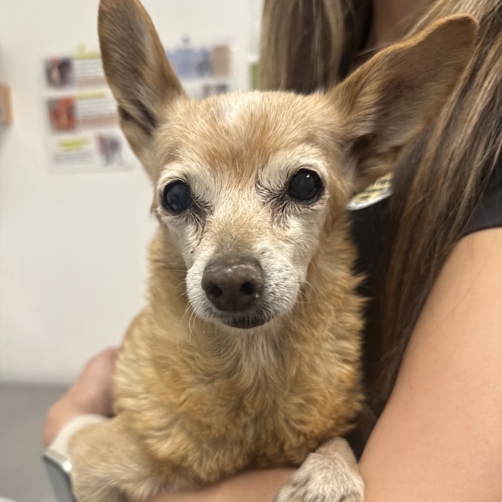 CHICO - Chihuahua available for adoption