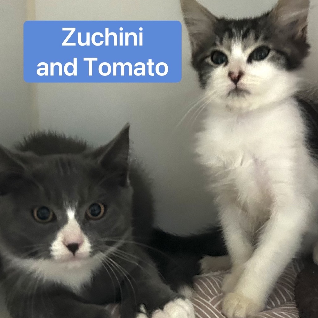 Zucchini, photo 4