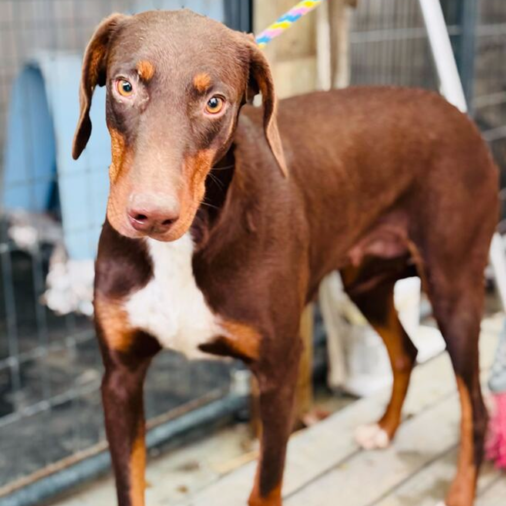 AMELIA is available for adoption at Milo Foundation