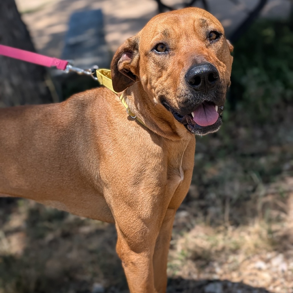 LIBBY - Black Mouth Cur / Mixed Breed (Large) available for adoption