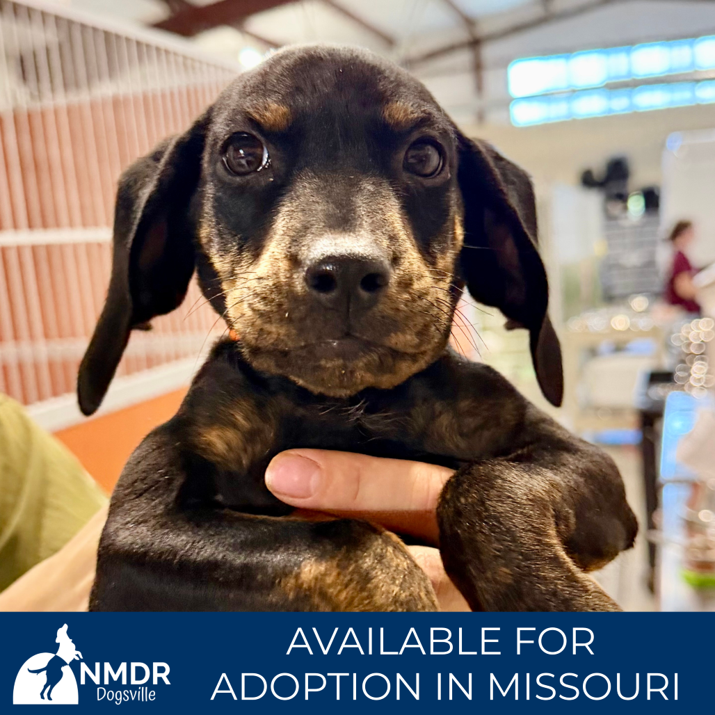 BAMBI (AG26-161) - Dachshund / Beagle available for adoption