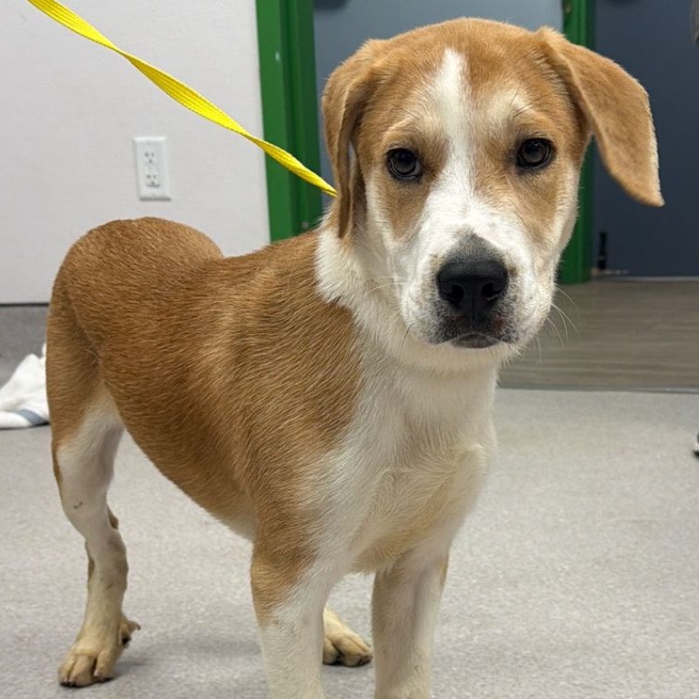 LEMON BAR - Retriever, Labrador / Shepherd available for adoption