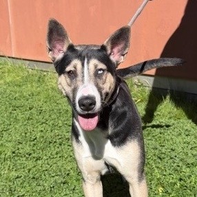 Kennel#7 Tara's preview photo