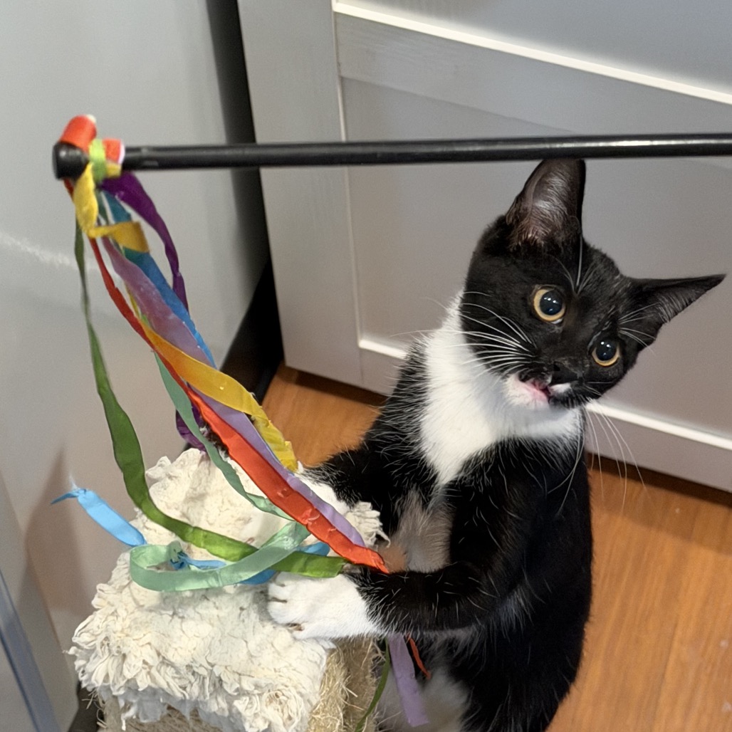 INKY - Domestic Shorthair available for adoption
