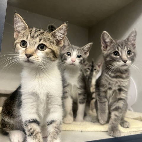 BALTO - Domestic Shorthair available for adoption