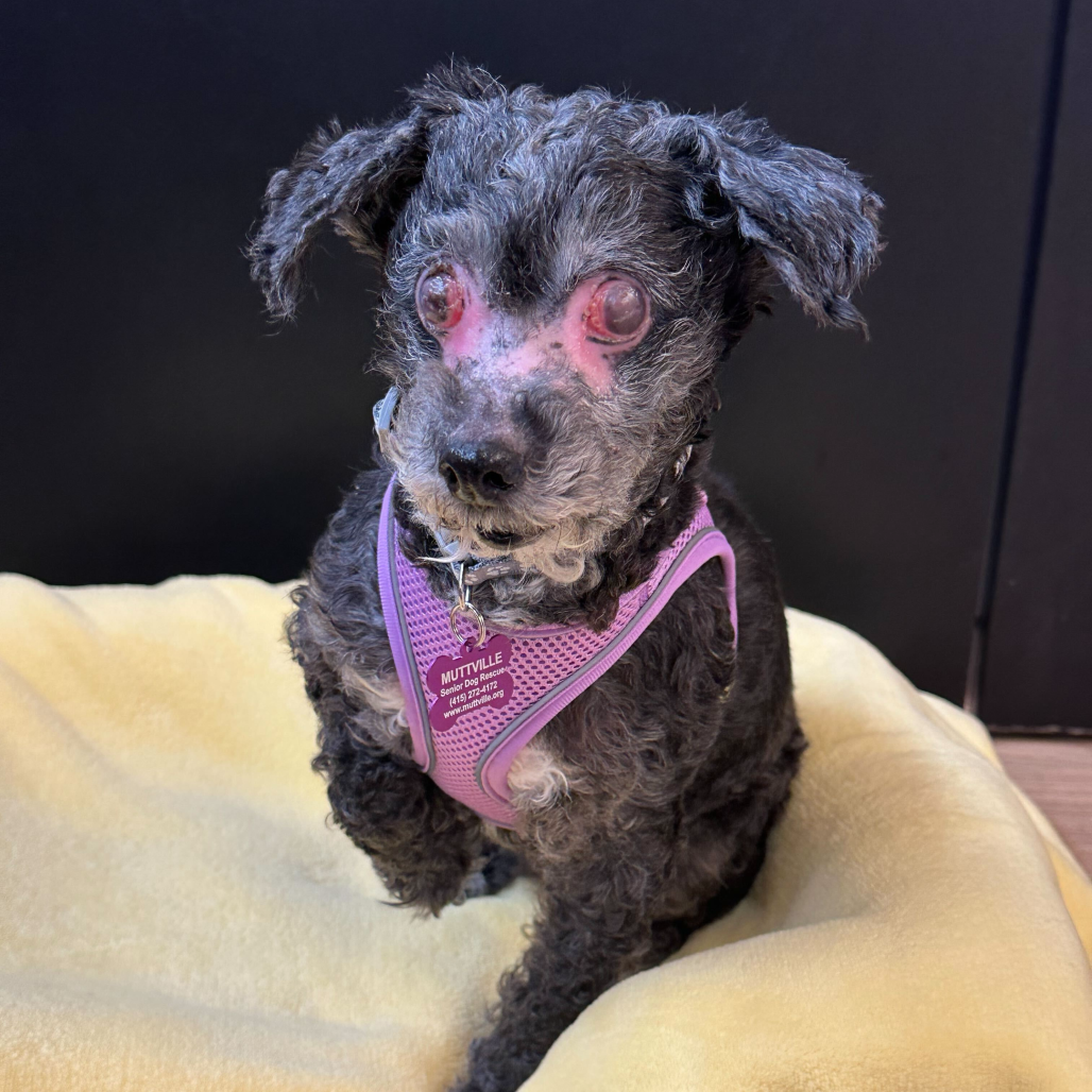 Cookie Fleck 13790 — thumbnail 4